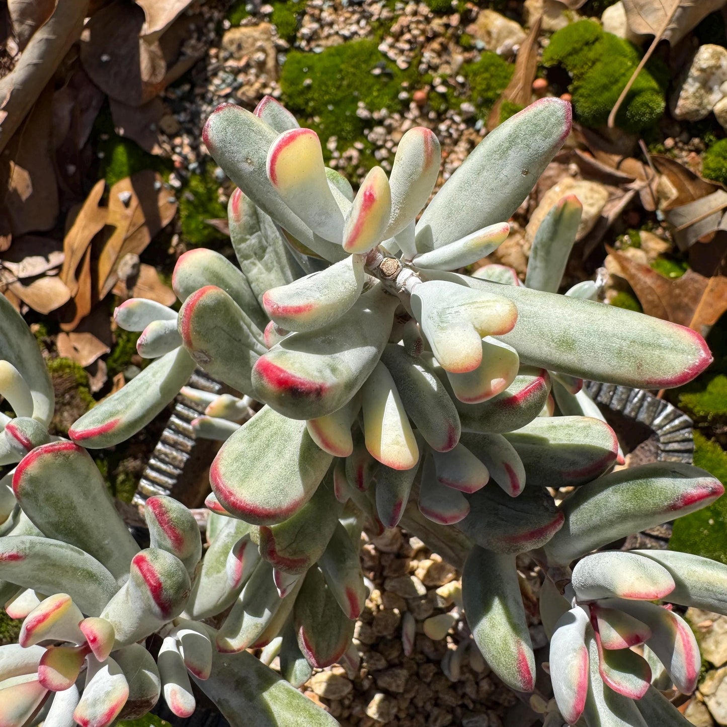 Cotyledon Orbiculata cv. Long Leaf Variegated , 5inches, bare Root, Imported Rare Succulent, live plant