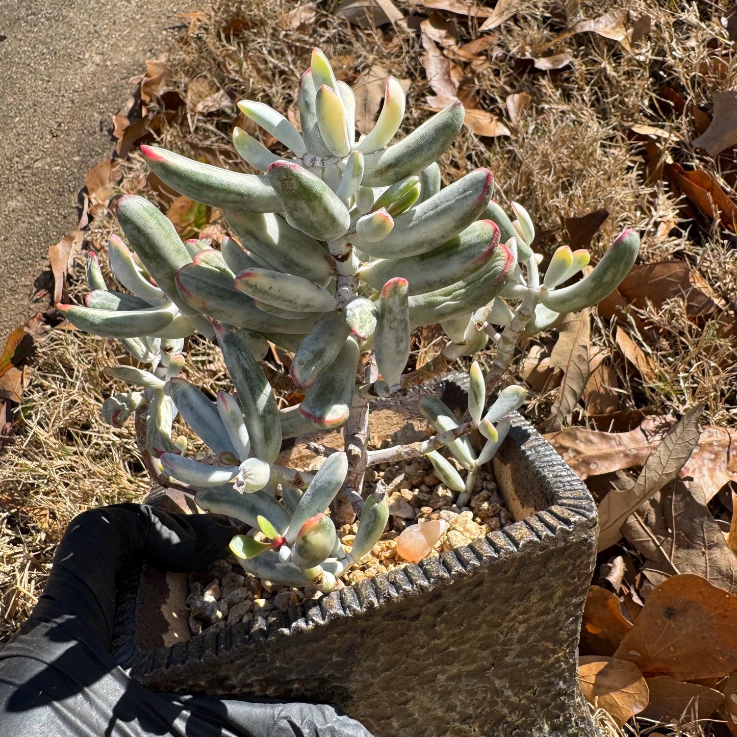 Cotyledon Orbiculata cv. Long Leaf Variegated , 5inches, bare Root, Imported Rare Succulent, live plant