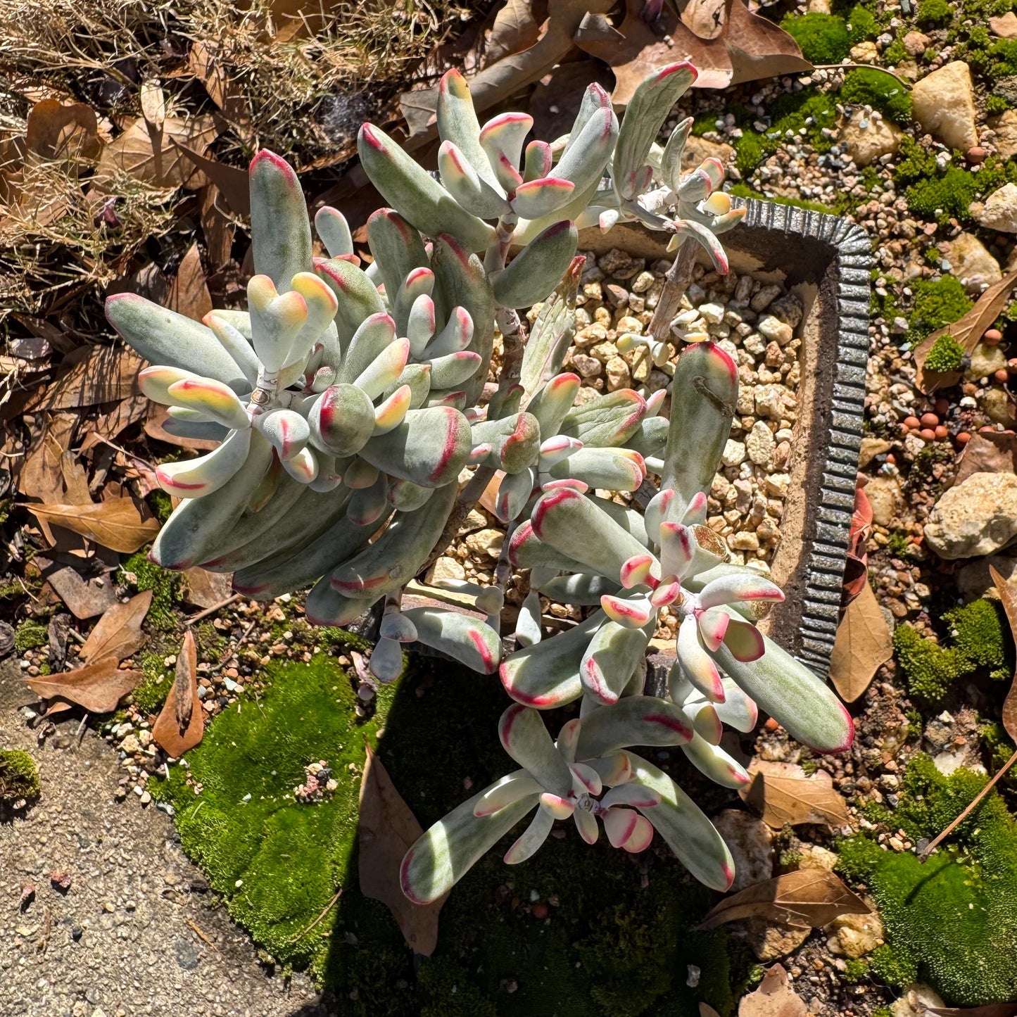 Cotyledon Orbiculata cv. Long Leaf Variegated , 5inches, bare Root, Imported Rare Succulent, live plant