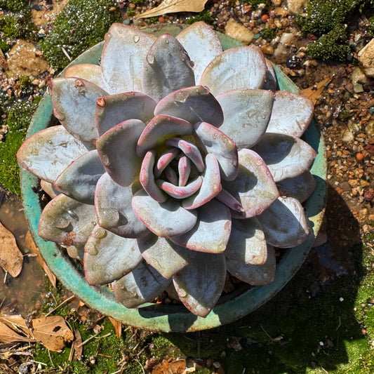 Rare succulents plants, Echeveria 'Laui', leaves with powder , big single head, 5.2inches