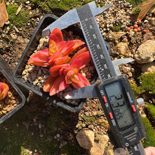 Crassula 'Campfire', 2 heads with pot, nice color, 2.3 inches, Bare Root, Imported Rare Succulent, live plant