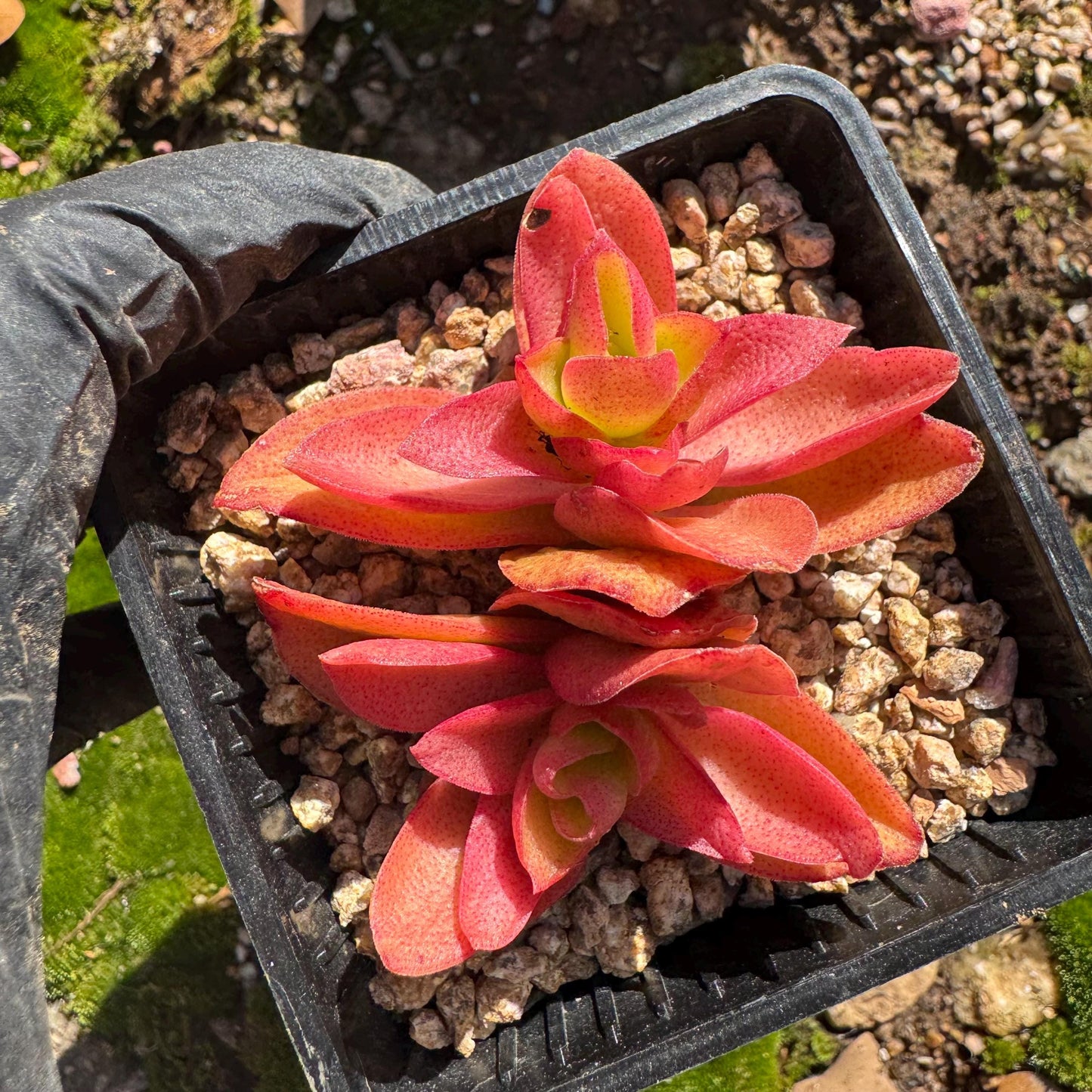 Crassula 'Campfire', 2 heads with pot, nice color, 2.3 inches, Bare Root, Imported Rare Succulent, live plant