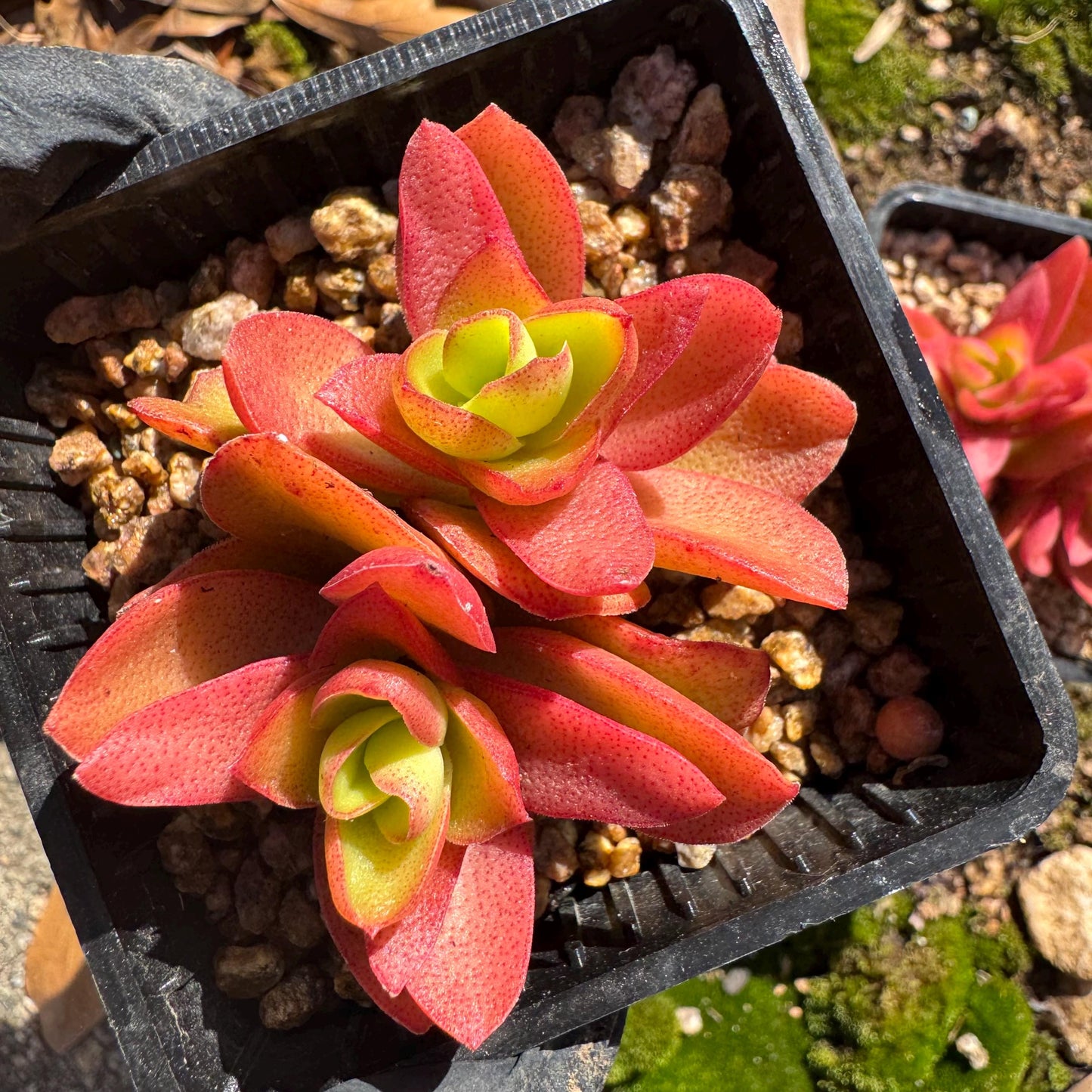 Crassula 'Campfire', 2 heads with pot, nice color, 2.3 inches, Bare Root, Imported Rare Succulent, live plant