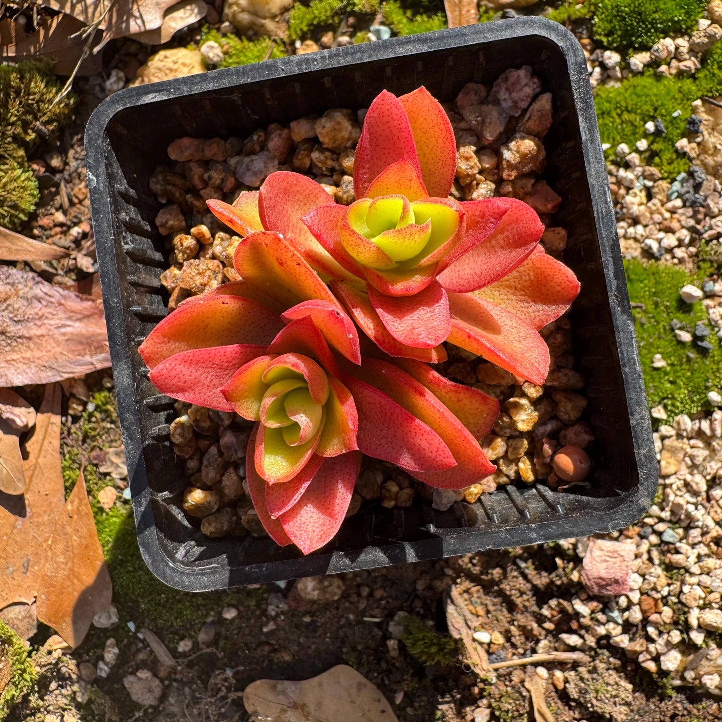 Crassula 'Campfire', 2 heads with pot, nice color, 2.3 inches, Bare Root, Imported Rare Succulent, live plant