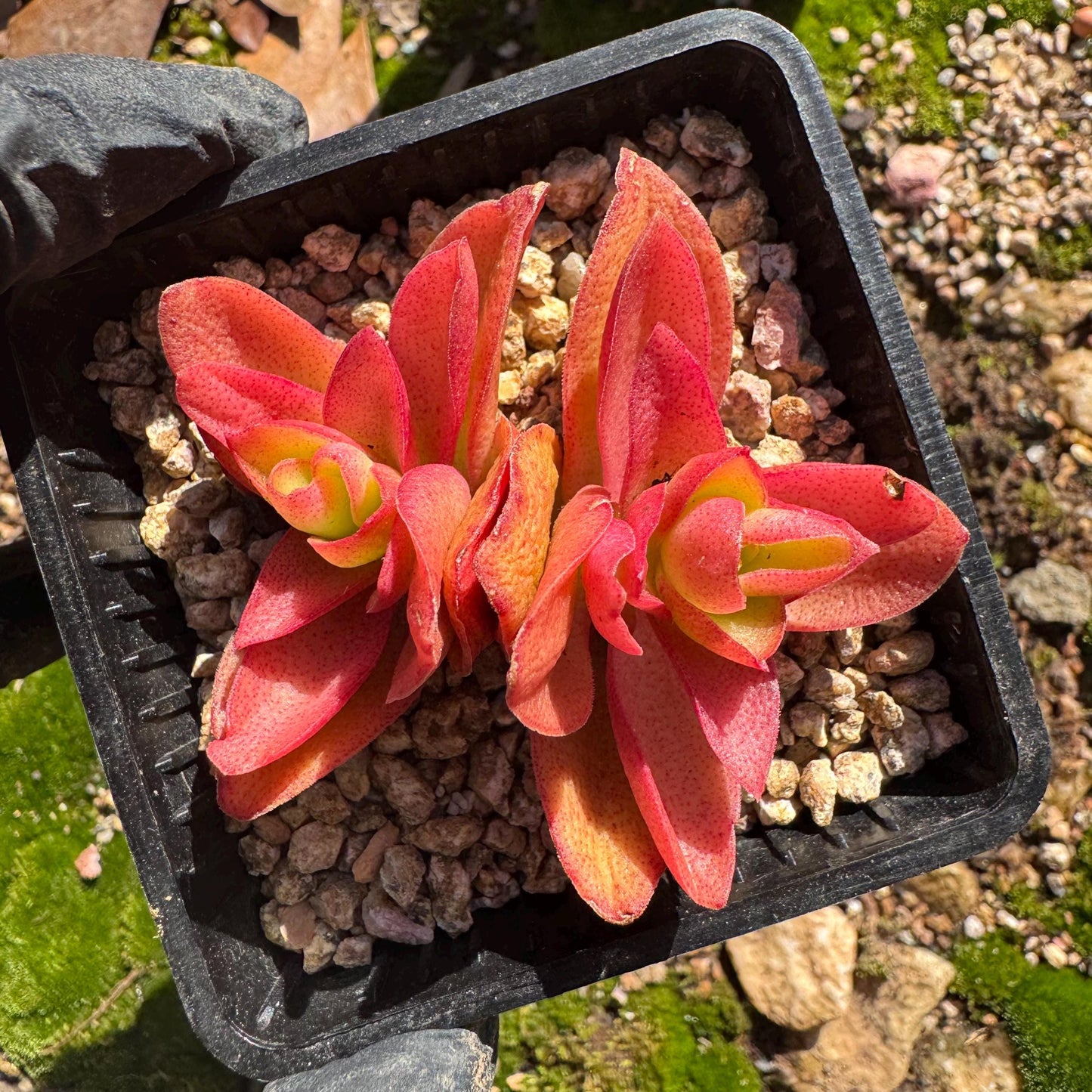 Crassula 'Campfire', 2 heads with pot, nice color, 2.3 inches, Bare Root, Imported Rare Succulent, live plant