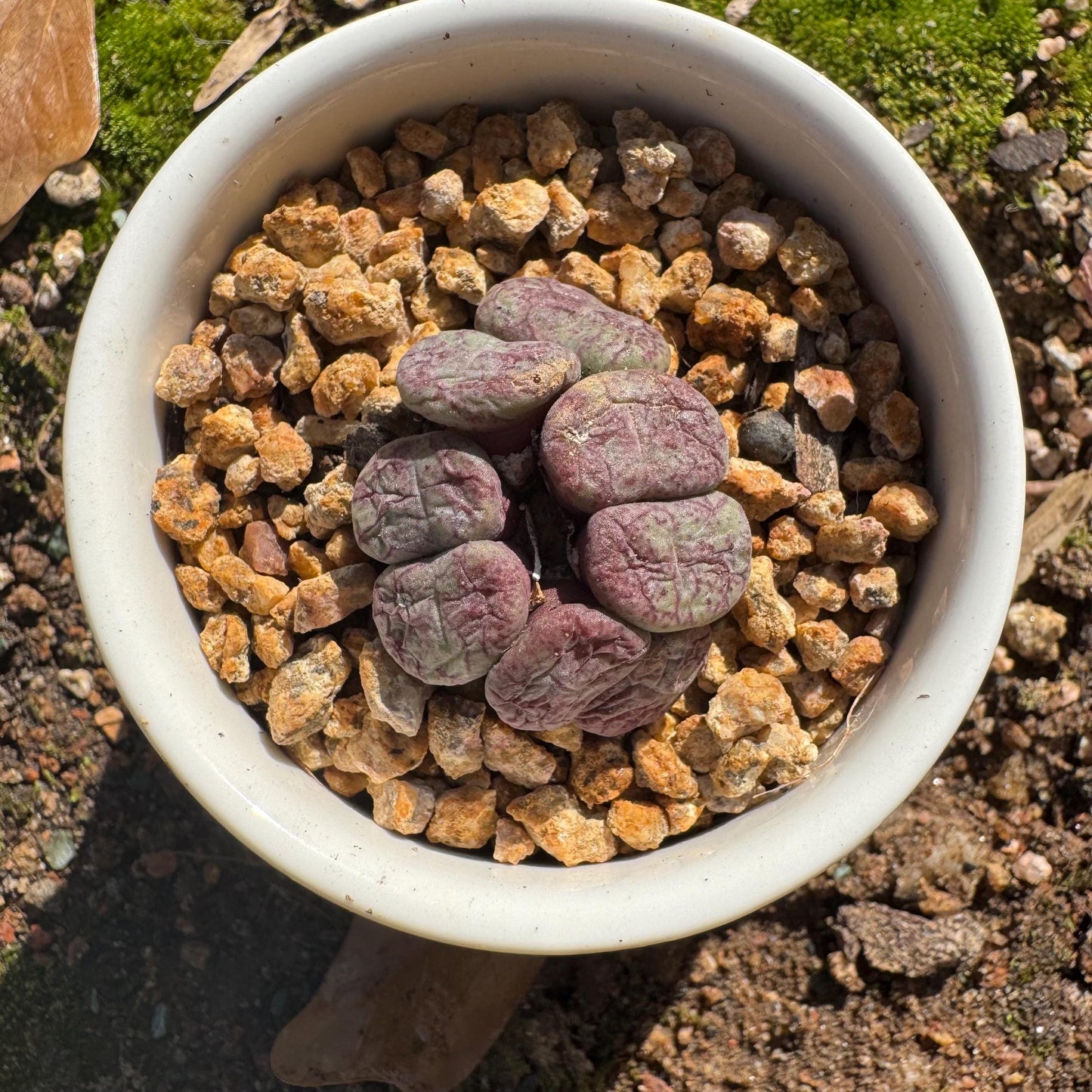 Conophytum 'ficiforme', 1.2inches, tiny size, 7heads, Imported Rare Succulent, Bare Root, live plant,