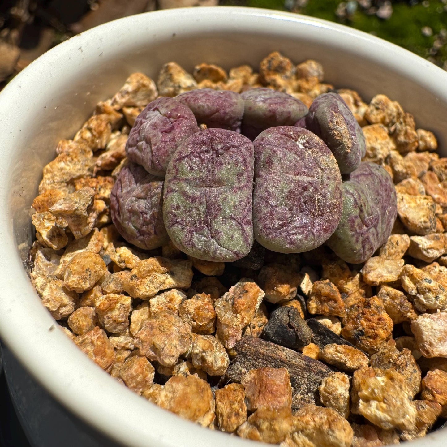 Conophytum 'ficiforme', 1.2inches, tiny size, 7heads, Imported Rare Succulent, Bare Root, live plant,