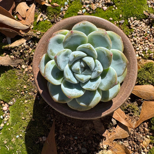 Echeveria   ' Ice Green',  single head, 2.8inches, great quality,  Bare Root, Imported Rare Succulent, gift