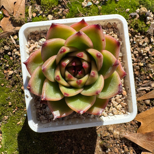 Echeveria  'Blue Dragon',  single head, 2.2inches, nice color,  Imported Rare Succulent, Bare Root, live plant