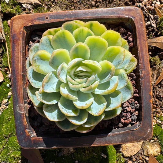 Echeveria  ‘Mexican snowball variegated'',  single head,  2.8inches , great quality,  Bare Root, Imported Rare Succulent, gift