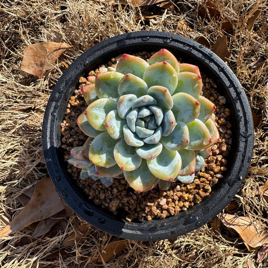 Rare succulents plants, Echeveria 'Ice Green'  cluster, 4.1inches