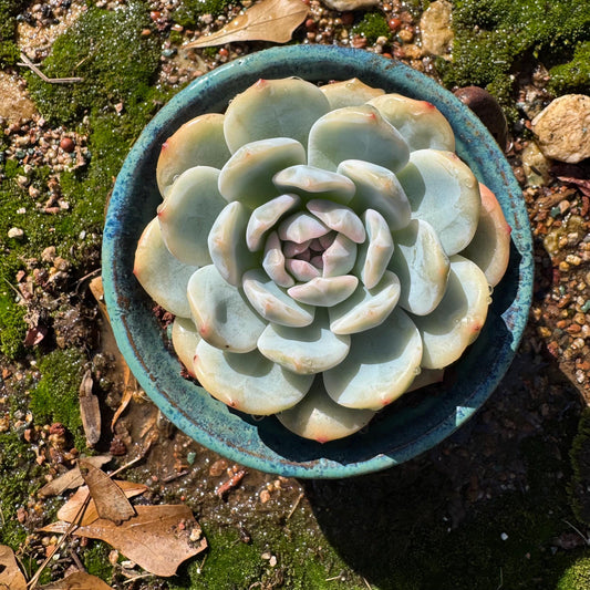 Echeveria  ‘Monroe ’ Variegated, New single head,  high quality, 3.3inches, Bare Root, Imported Rare Succulent, live plant, gift