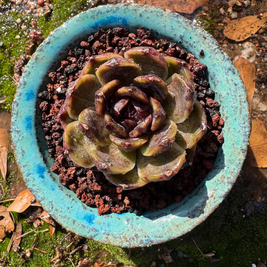 New! Echeveri ’black plum’  , 2.5inches , single head, nice color , Bare Root, Imported Rare Succulent