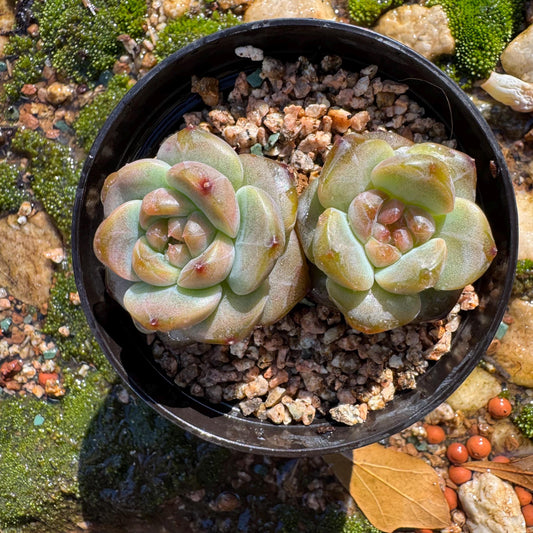 Echeveria 'Red diamond ', 2heads, 2.3inches, Bare Root, Imported Rare Succulent, live plant, gift