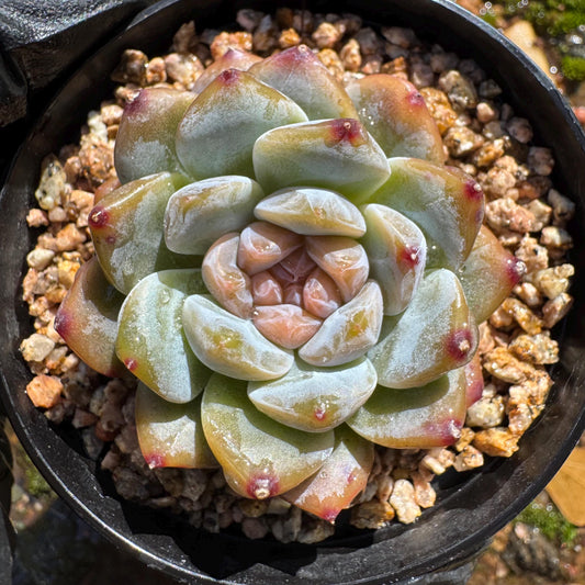 Echeveria' Red Amber', tiny single head , sugar candy, 1.5inches, great quality,  pretty color, Imported Rare Succulent, gift