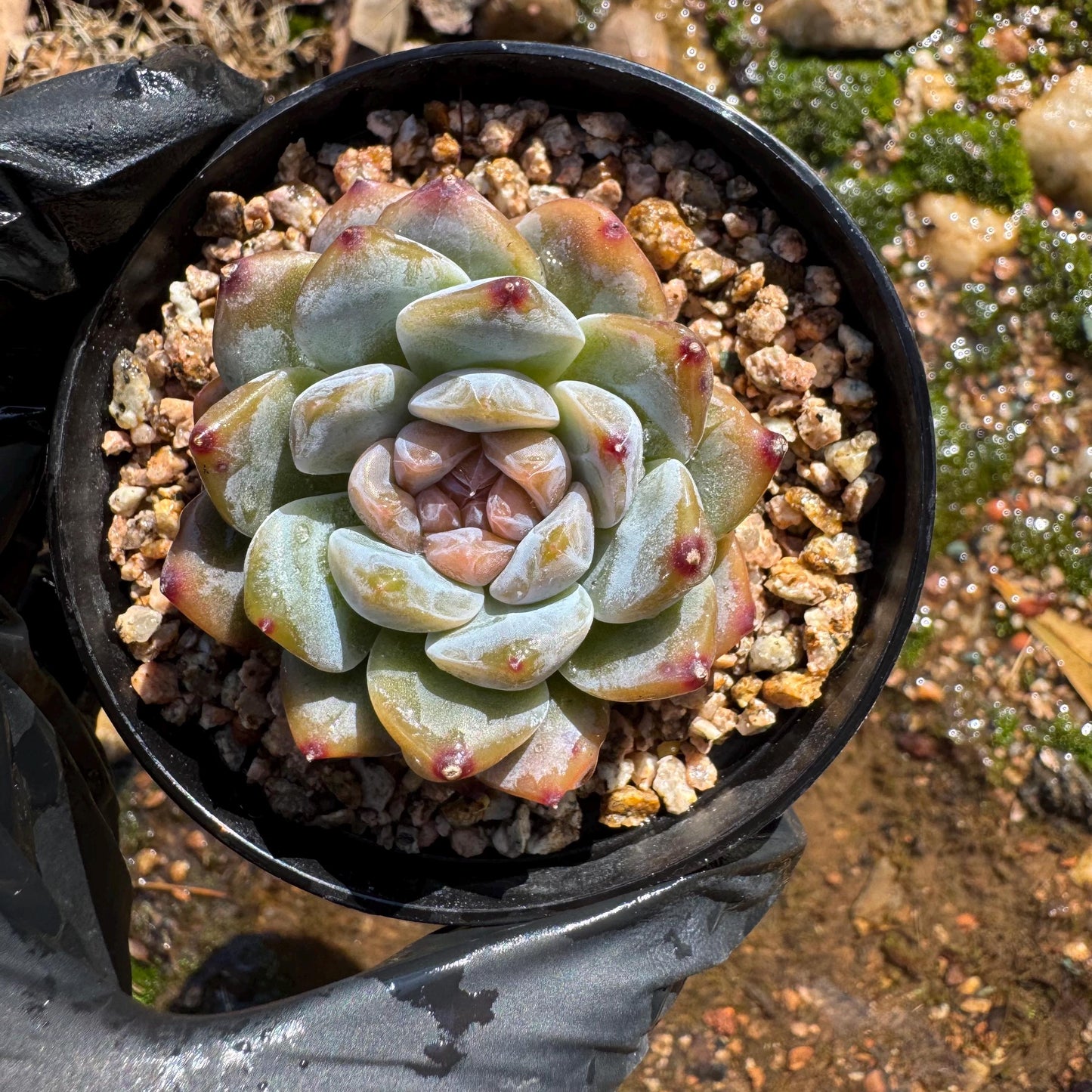 Echeveria' Red Amber', tiny single head , sugar candy, 1.5inches, great quality,  pretty color, Imported Rare Succulent, gift
