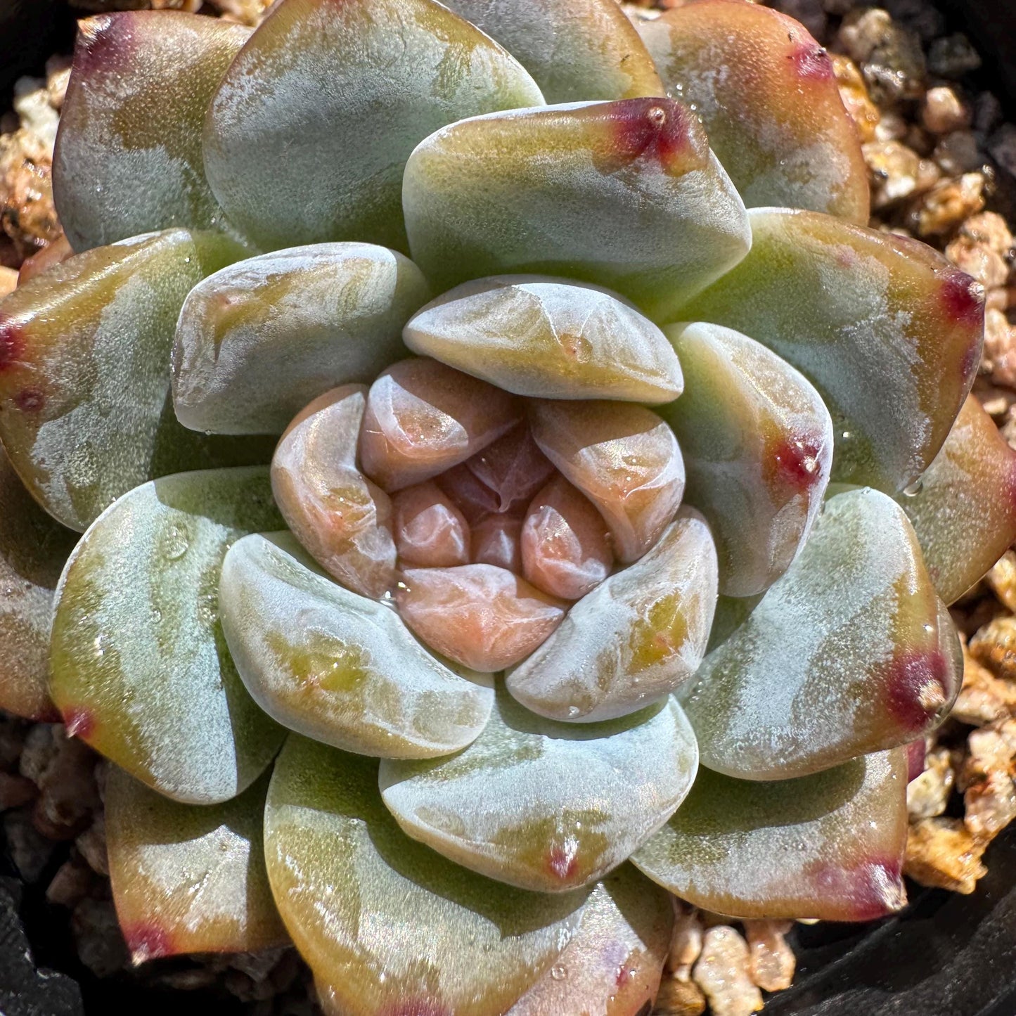 Echeveria' Red Amber', tiny single head , sugar candy, 1.5inches, great quality,  pretty color, Imported Rare Succulent, gift