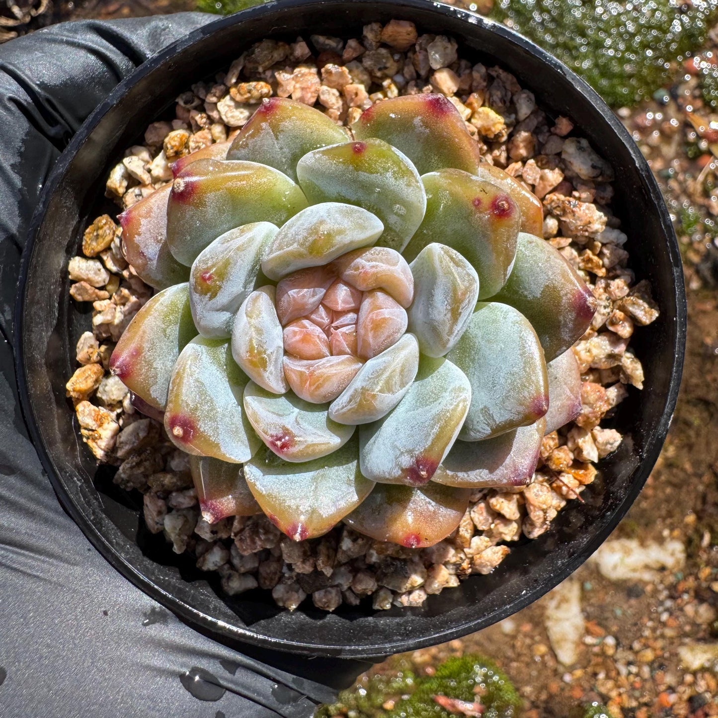 Echeveria' Red Amber', tiny single head , sugar candy, 1.5inches, great quality,  pretty color, Imported Rare Succulent, gift