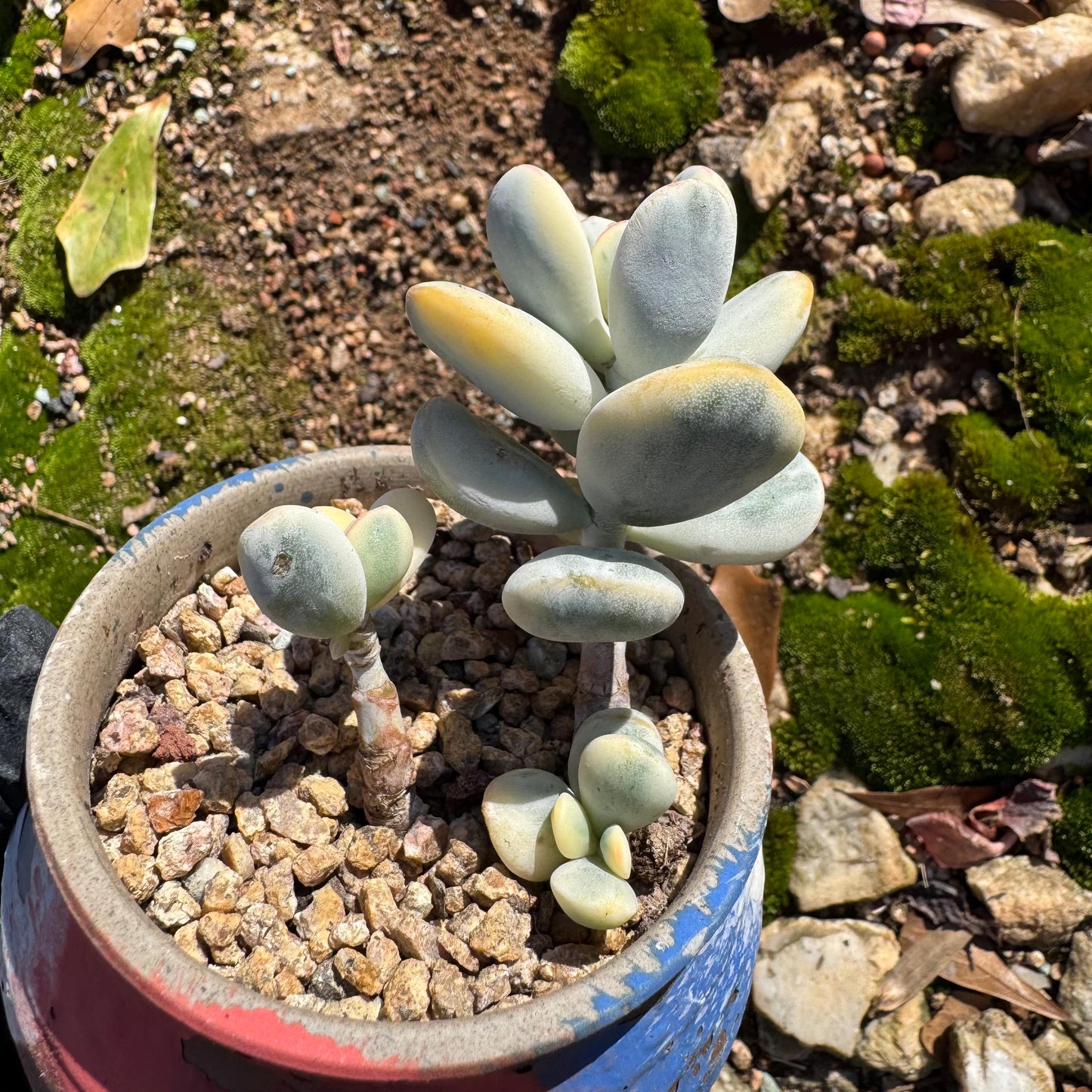 Cotyledon Orbiculate Variegated, 1big head with 2babies,   1.7inches, bare Root, Imported Rare Succulent, live plant