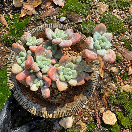 Graptosedum 'red miul '  cluster, nice color, 3.5inches,  bare Root, , Imported Rare Succulent