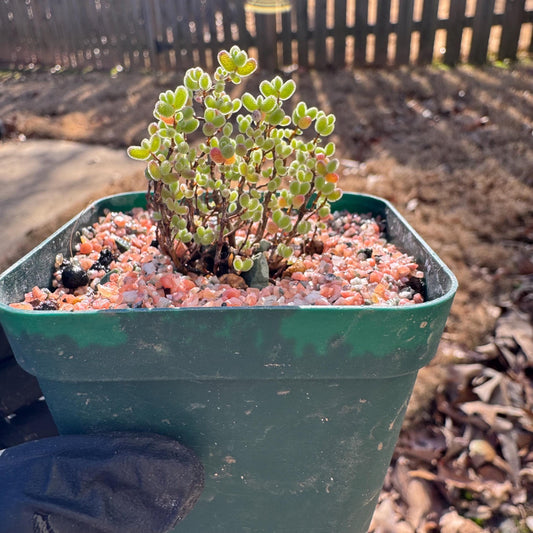 Drosanthemum globosum’, mini size,, width1.3inches , Bare Root, Imported Rare Succulent, live plant