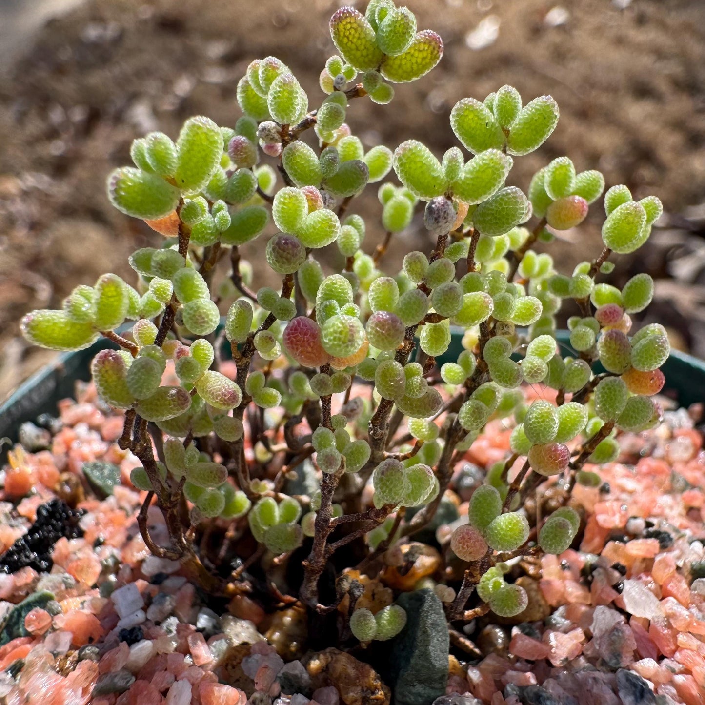 Drosanthemum globosum’, mini size,, width1.3inches , Bare Root, Imported Rare Succulent, live plant