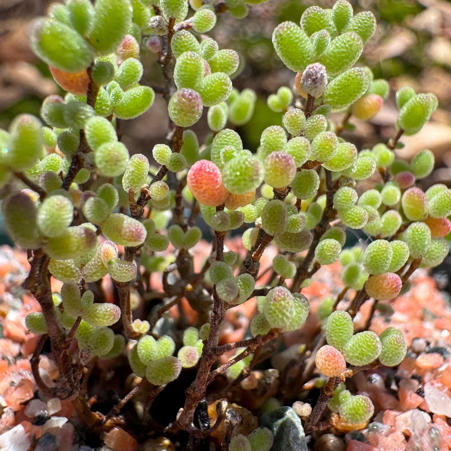 Drosanthemum globosum’, mini size,, width1.3inches , Bare Root, Imported Rare Succulent, live plant