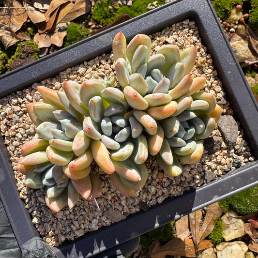 Echeveria 'Red ivory cluster ', 3.9inches, 5heads, nice color , Bare Root, Imported Rare Succulent