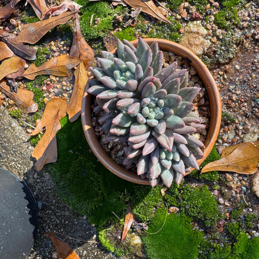 Pachyphytum’ Yumeiren sp. ’ cluster , 3inches, new hybrid, 3heads, nice color