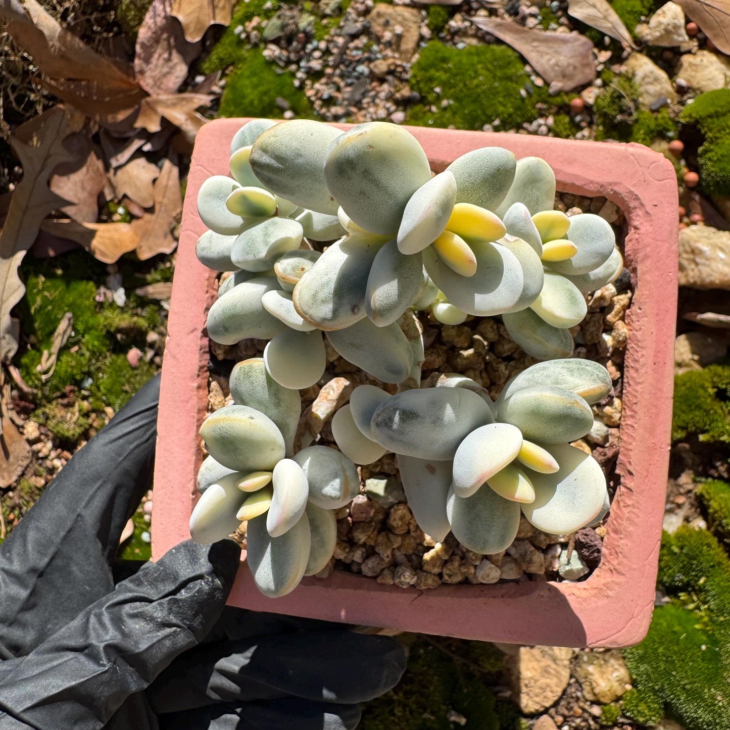 Cotyledon Orbiculate Variegated seperate cluster, 3.2inches ,  bare Root, Imported Rare Succulent, live plant