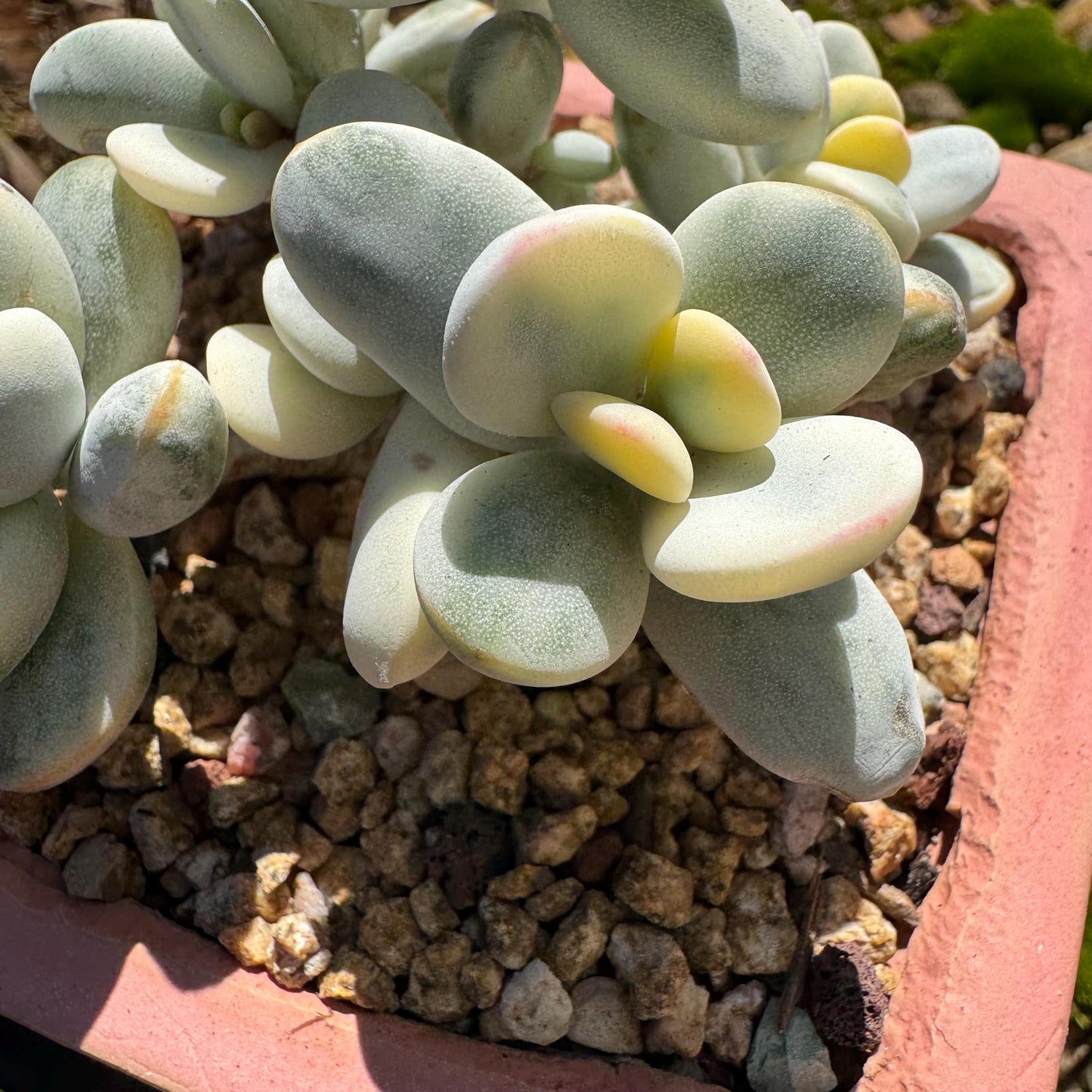 Cotyledon Orbiculate Variegated seperate cluster, 3.2inches ,  bare Root, Imported Rare Succulent, live plant