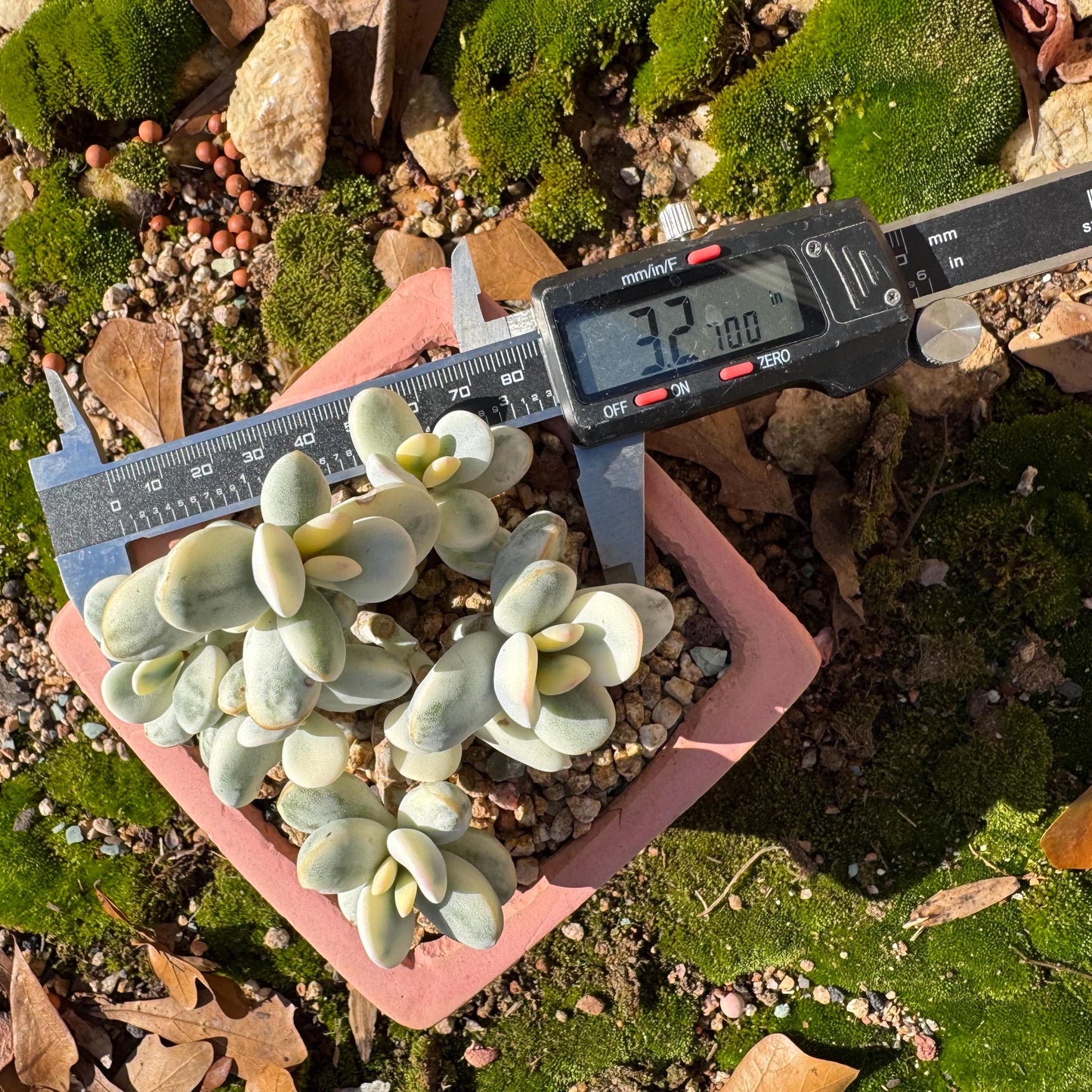 Cotyledon Orbiculate Variegated seperate cluster, 3.2inches ,  bare Root, Imported Rare Succulent, live plant