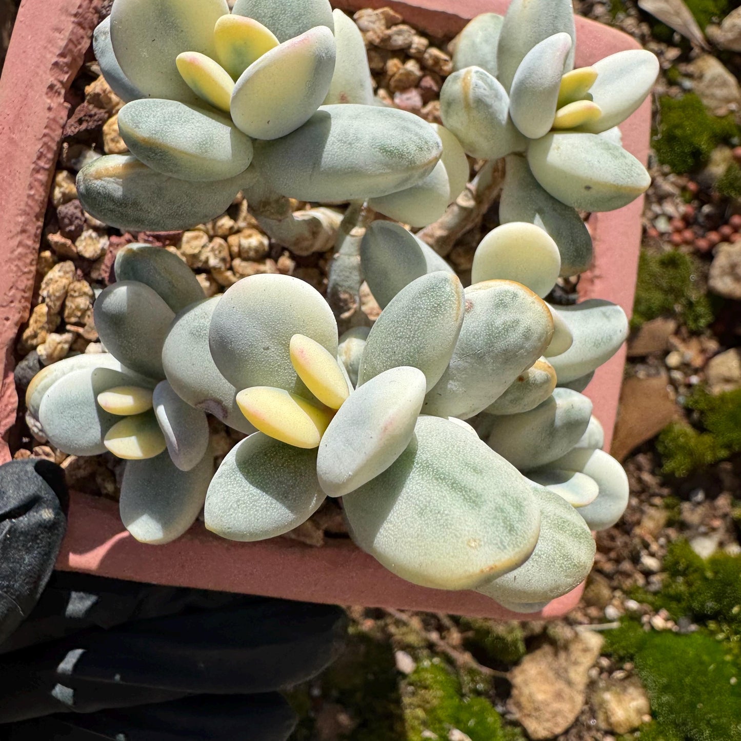 Cotyledon Orbiculate Variegated seperate cluster, 3.2inches ,  bare Root, Imported Rare Succulent, live plant