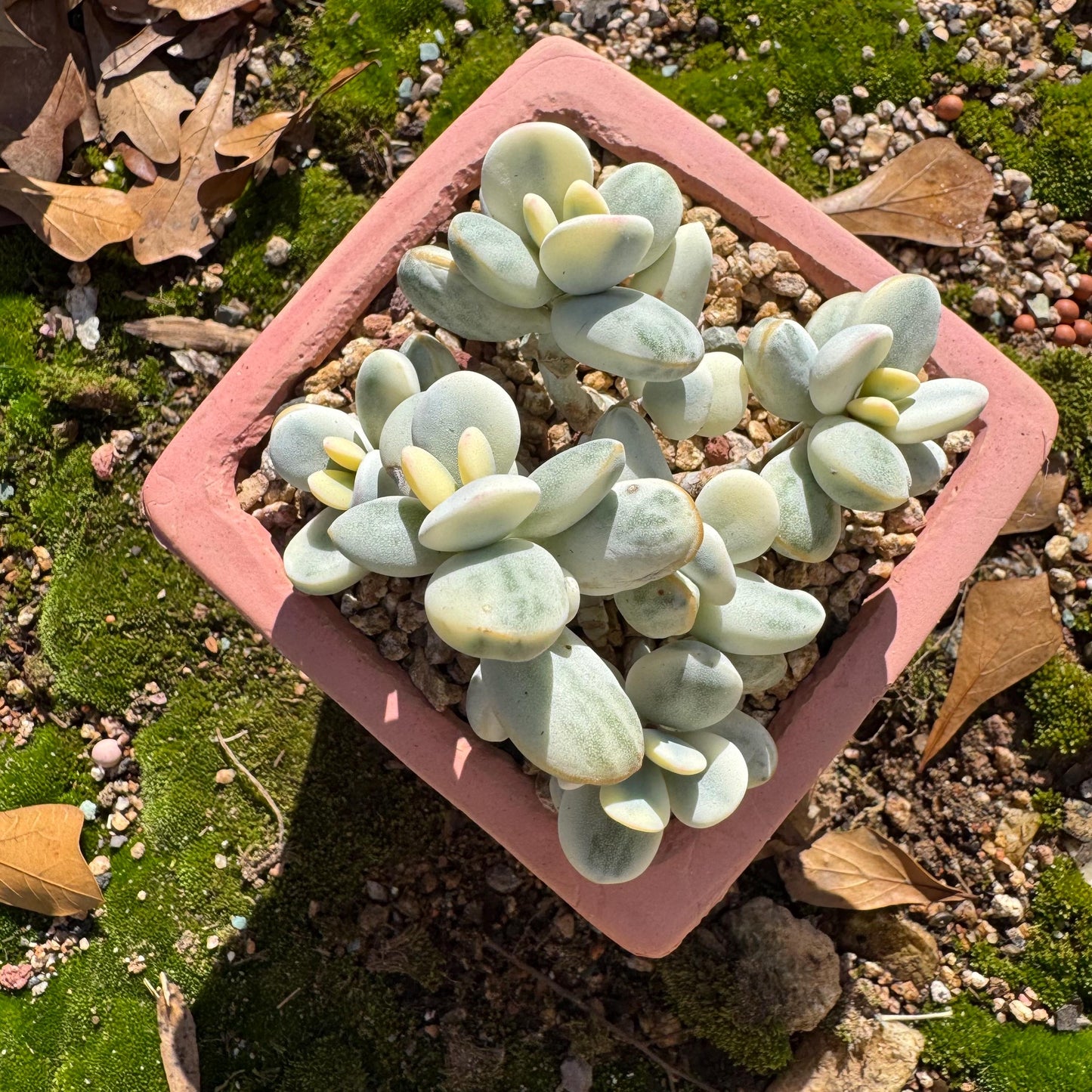 Cotyledon Orbiculate Variegated seperate cluster, 3.2inches ,  bare Root, Imported Rare Succulent, live plant