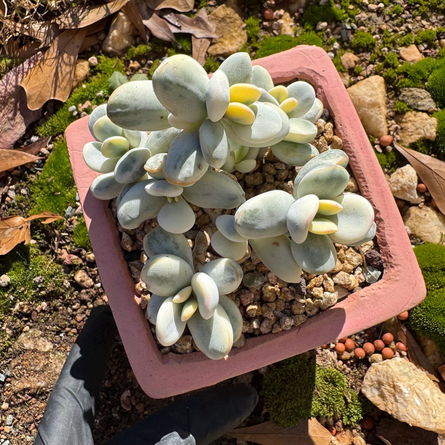 Cotyledon Orbiculate Variegated seperate cluster, 3.2inches ,  bare Root, Imported Rare Succulent, live plant