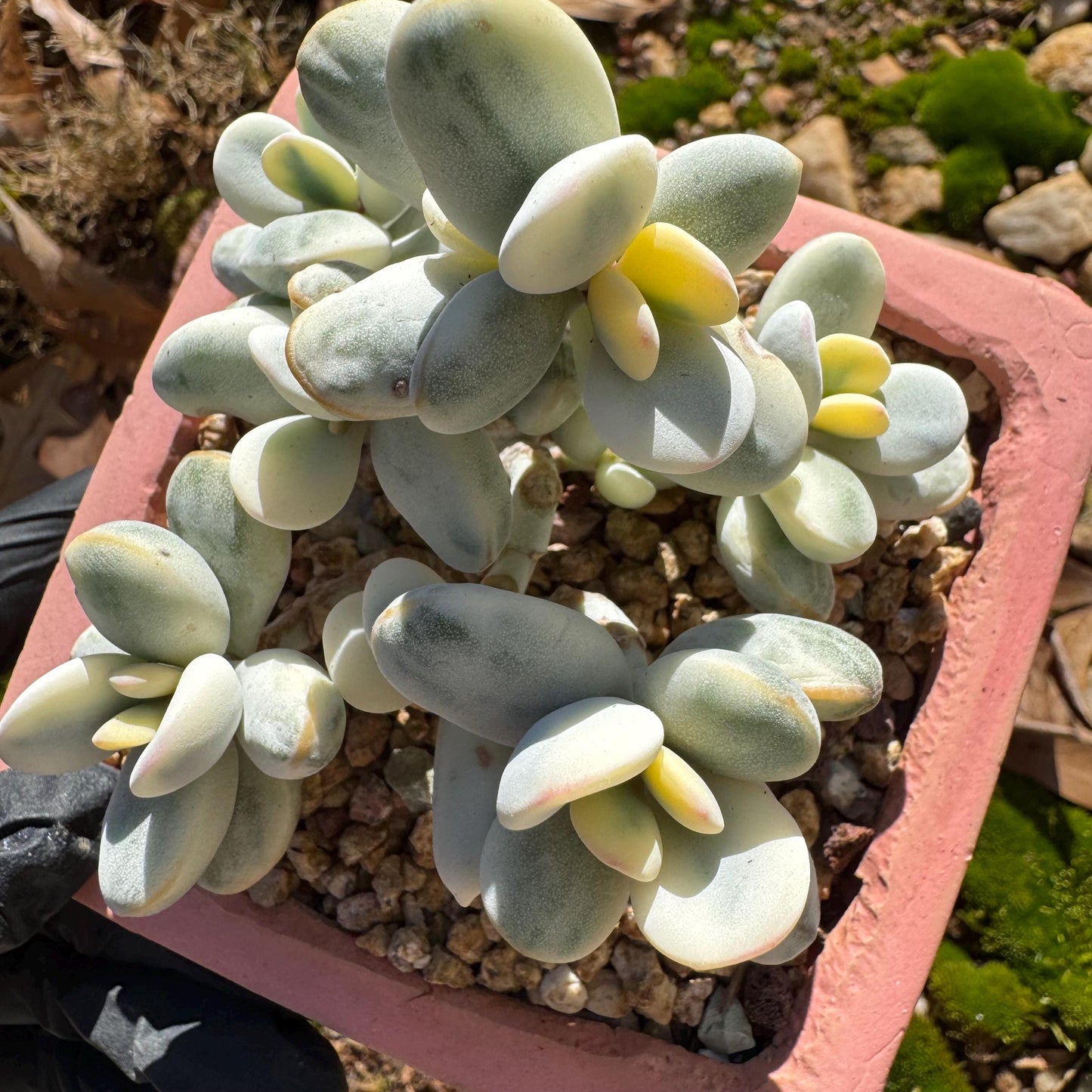 Cotyledon Orbiculate Variegated seperate cluster, 3.2inches ,  bare Root, Imported Rare Succulent, live plant