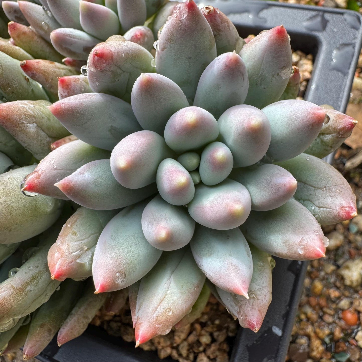 Rare succulents plants, Pachyveria' Angel's Finger' cluster, 4.6inches