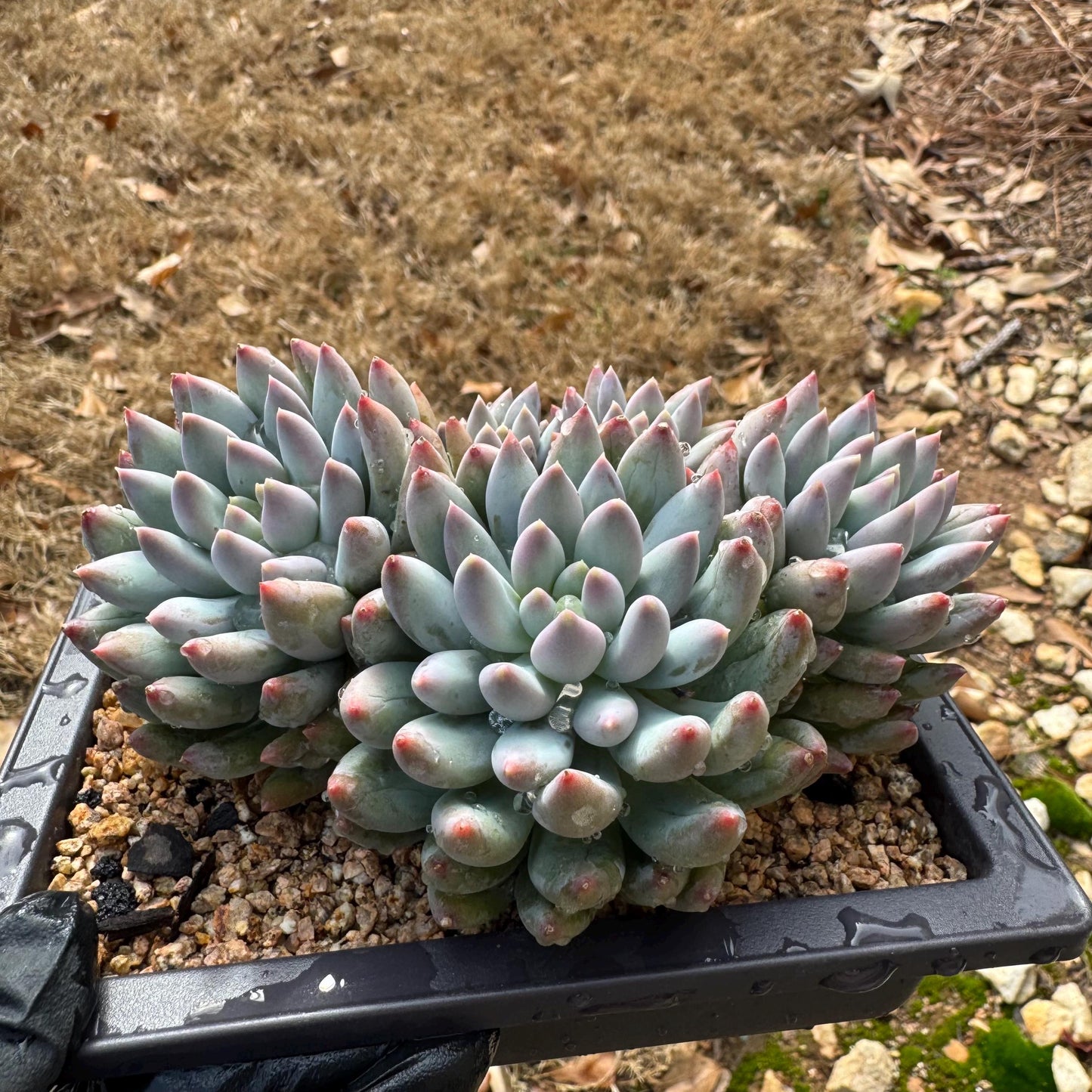 Rare succulents plants, Pachyveria' Angel's Finger' cluster, 4.6inches