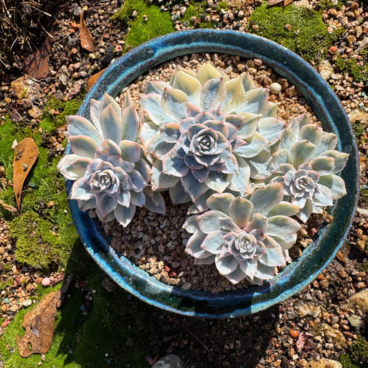 Echeveria 'Ruyonii 'variegated cluster, 4heads,  3.7inches, nice color, Bare Root, Imported Rare Succulent