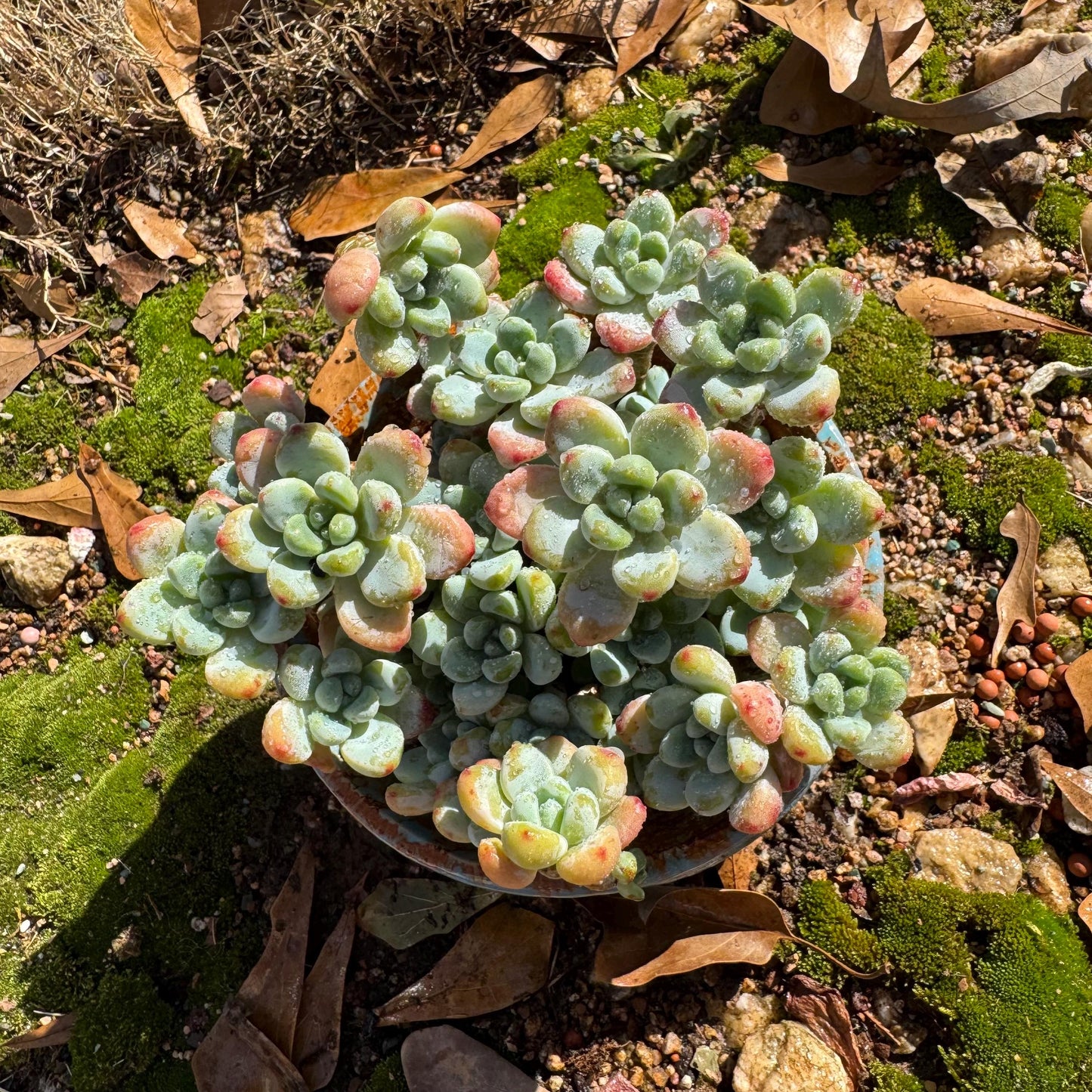 Sedum clavatum cluster, 4.4inches,  Bare Root, Imported Rare Succulent, live plant