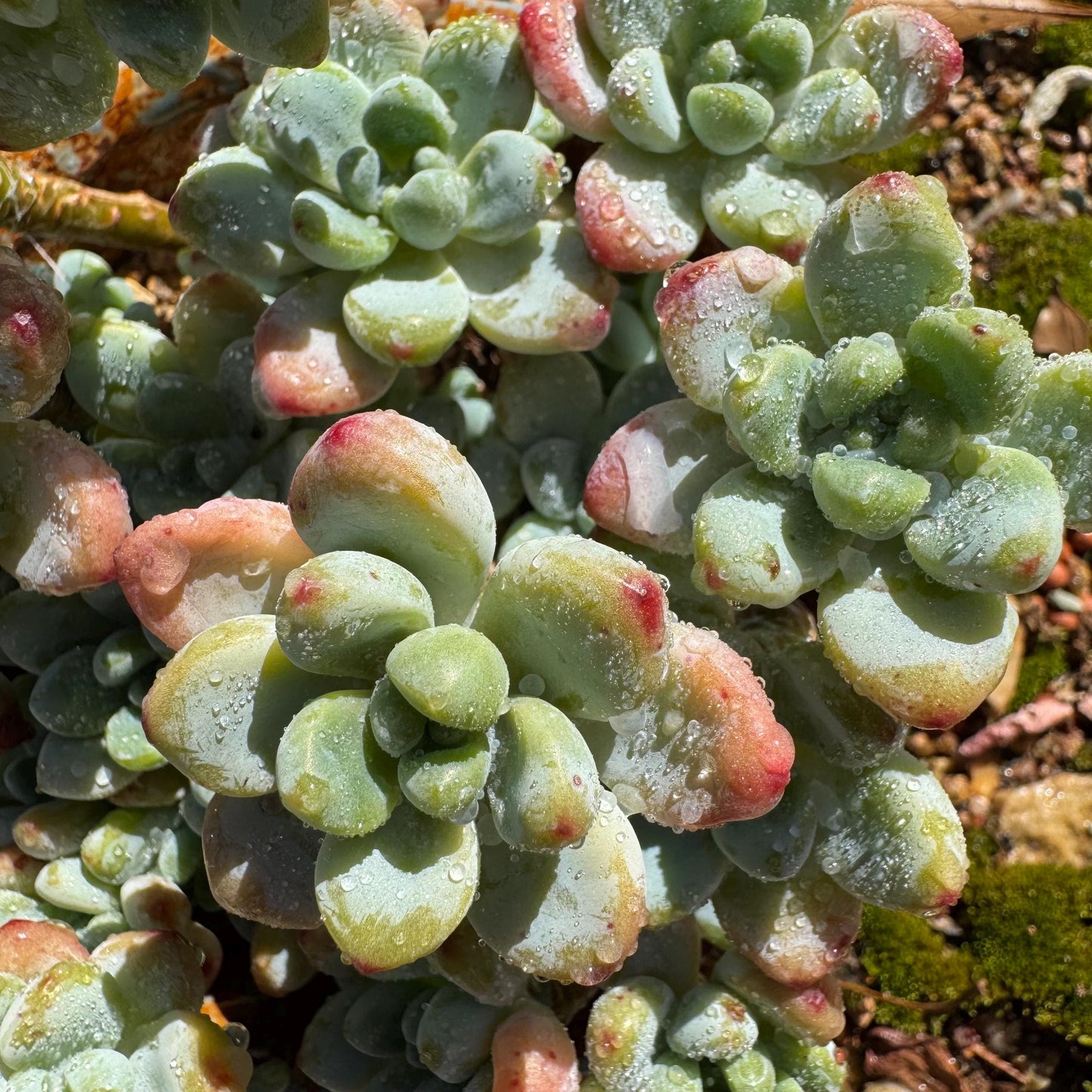 Sedum clavatum cluster, 4.4inches,  Bare Root, Imported Rare Succulent, live plant