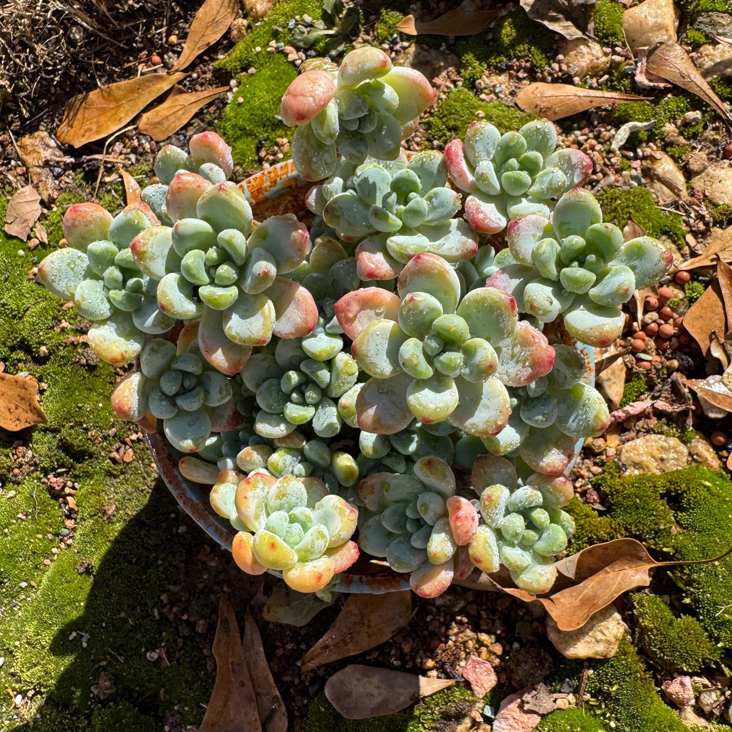 Sedum clavatum cluster, 4.4inches,  Bare Root, Imported Rare Succulent, live plant