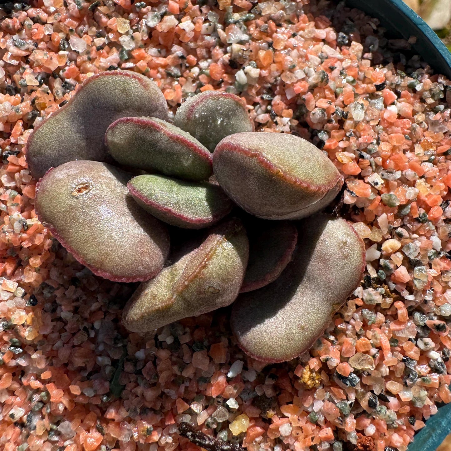 Adromischus marianiae “hallii”,new hybrid ,  smal size, 2inches, Imported Rare Succulent, Bare root, gift