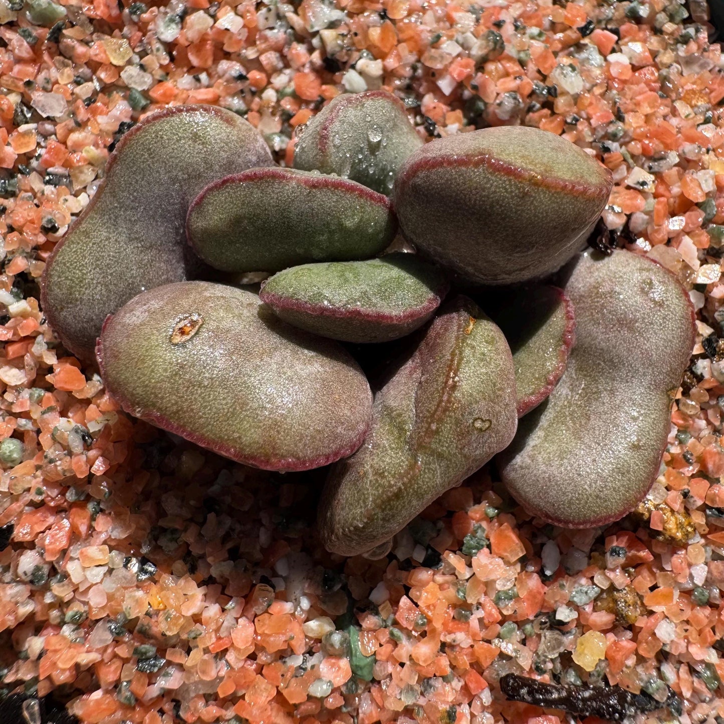 Adromischus marianiae “hallii”,new hybrid ,  smal size, 2inches, Imported Rare Succulent, Bare root, gift