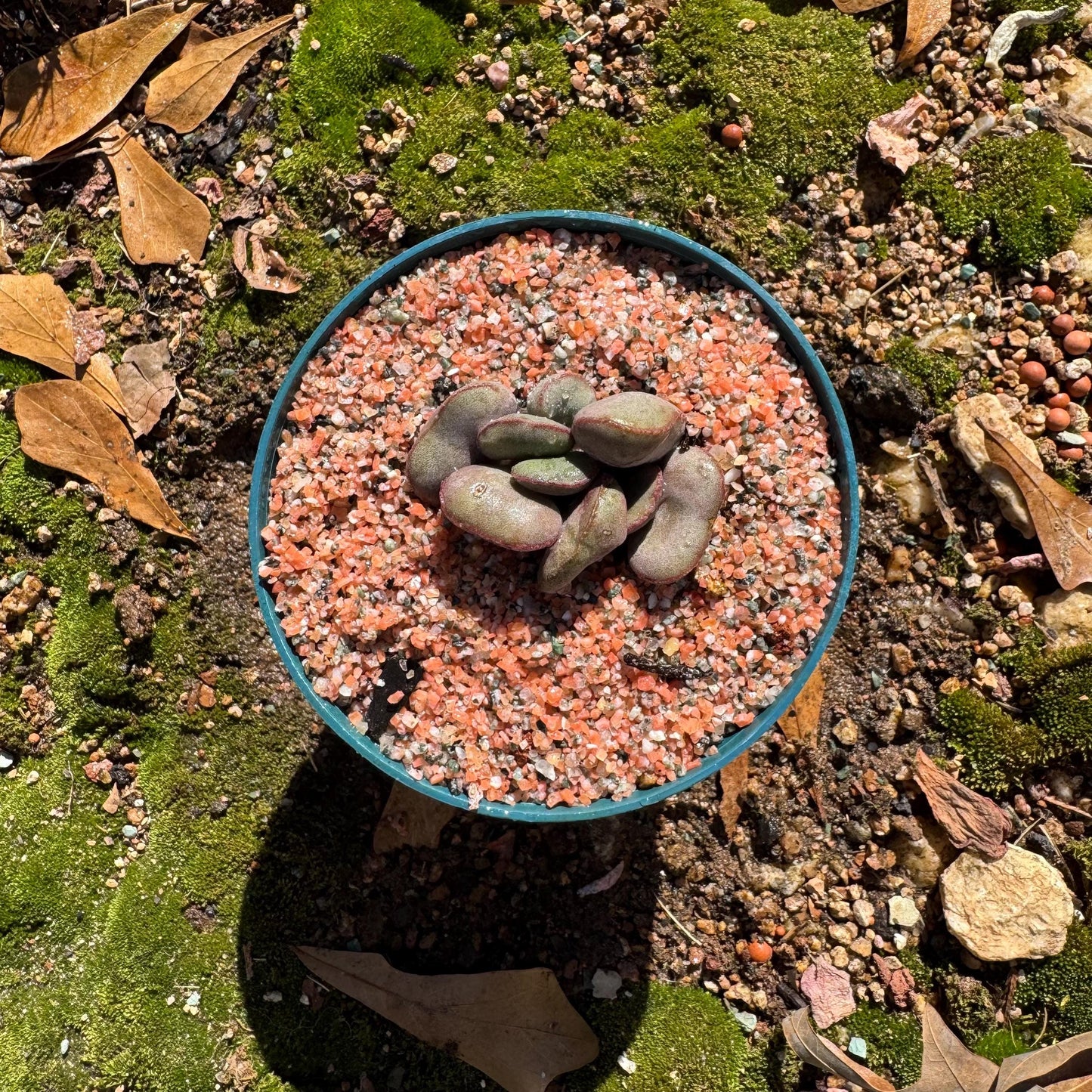 Adromischus marianiae “hallii”,new hybrid ,  smal size, 2inches, Imported Rare Succulent, Bare root, gift