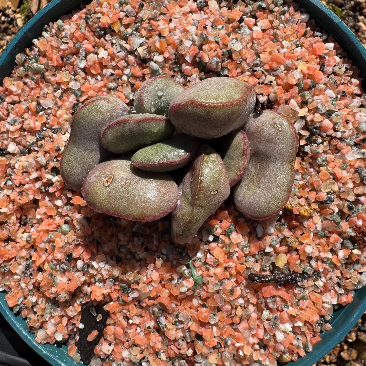 Adromischus marianiae “hallii”,new hybrid ,  smal size, 2inches, Imported Rare Succulent, Bare root, gift