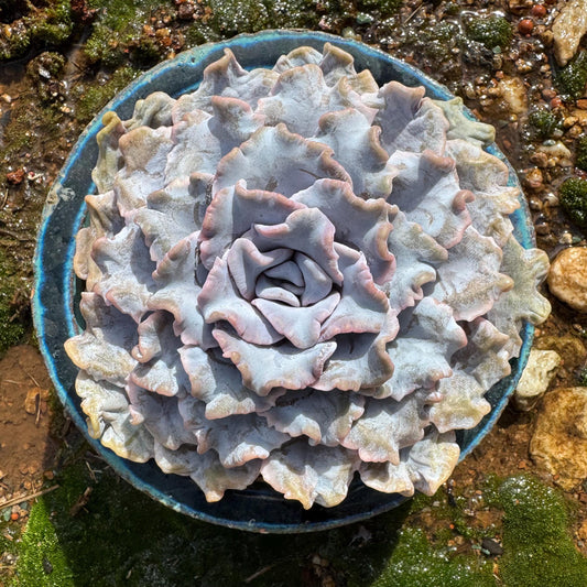 Echeveria 'Crispate Beauty‘, big single head , 3.4inches, great quality, perfect shape, Bare Root, Imported Rare Succulent, live plant,gift