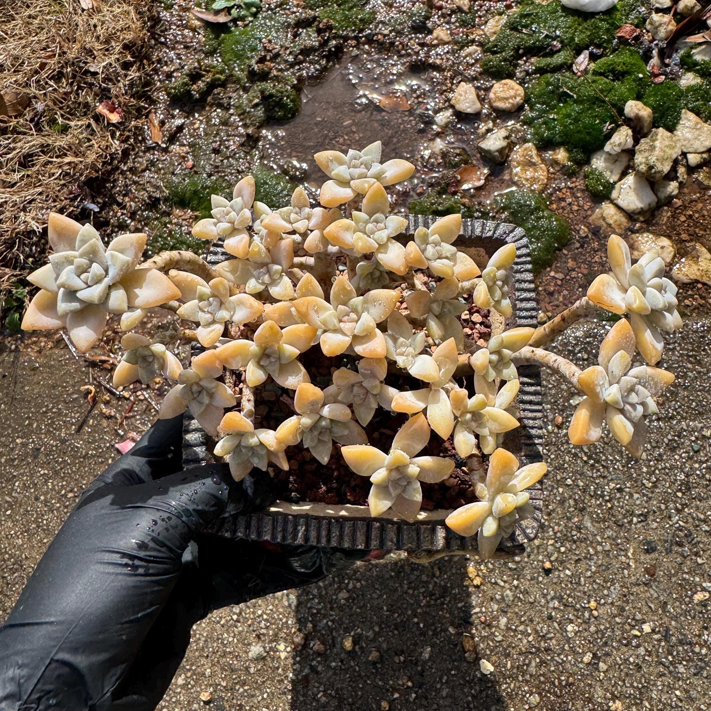 Graptopetalum 'Victor Kane'  cluster, 5.2 inches, a lot of heads, bare Root, live plant, Imported Rare Succulent