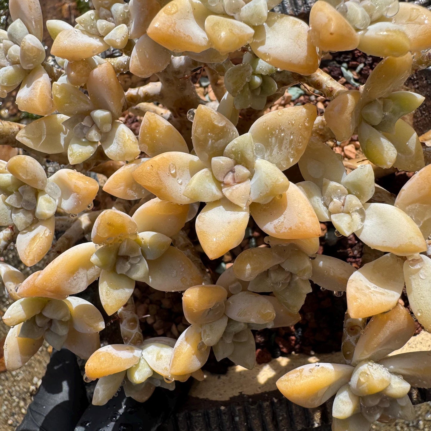 Graptopetalum 'Victor Kane'  cluster, 5.2 inches, a lot of heads, bare Root, live plant, Imported Rare Succulent