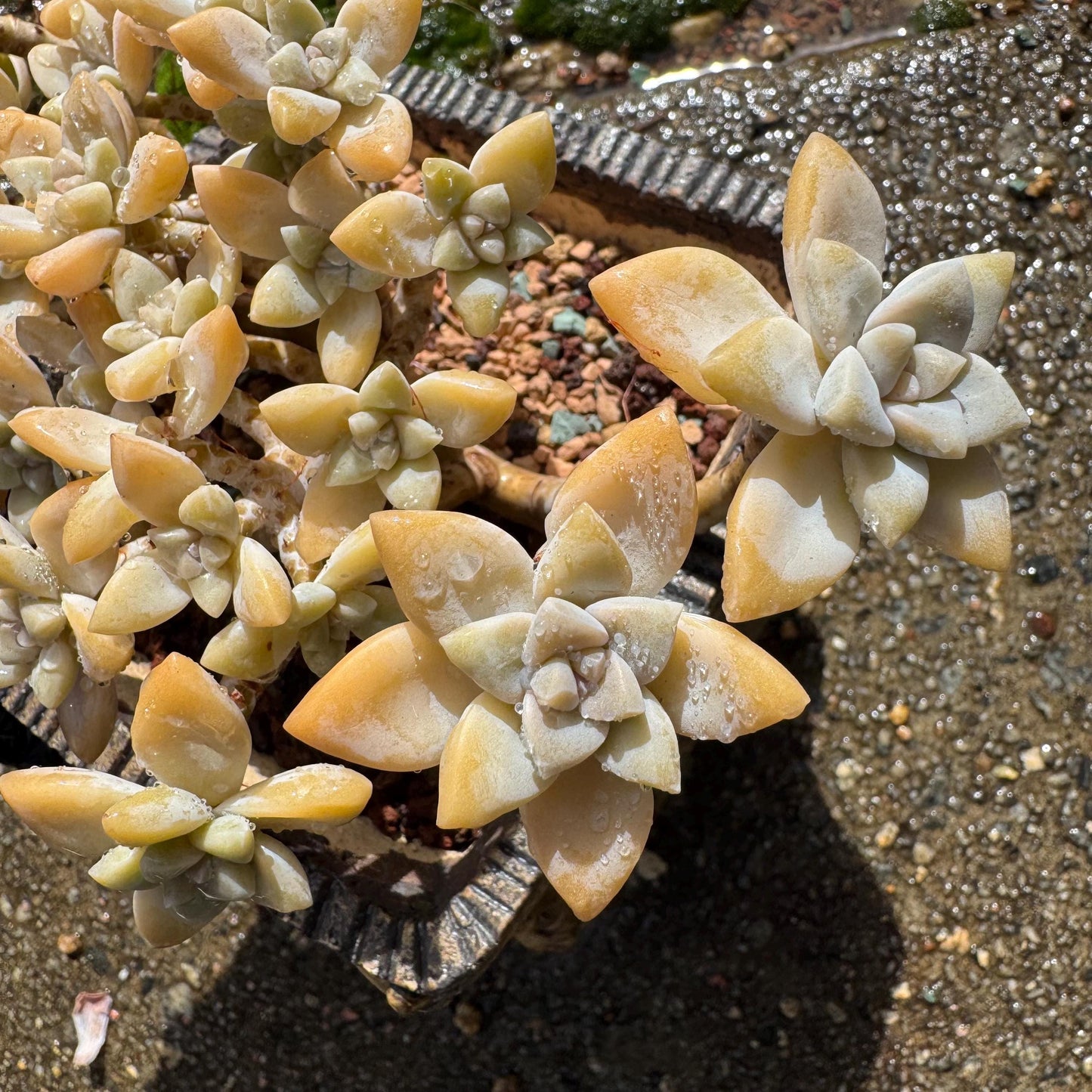 Graptopetalum 'Victor Kane'  cluster, 5.2 inches, a lot of heads, bare Root, live plant, Imported Rare Succulent